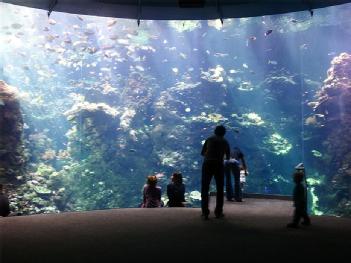 United States of America (USA): California Academy of Sciences in 94118 San Francisco